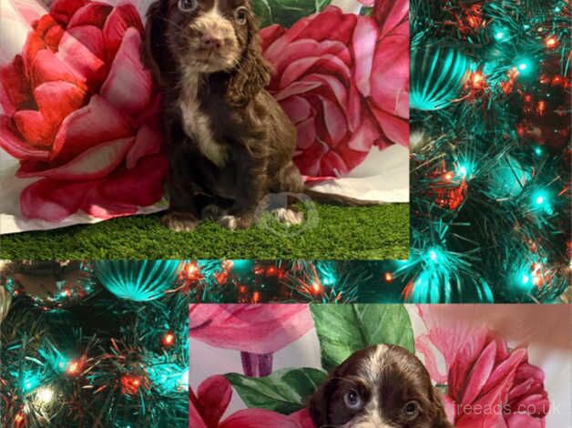 Kc cocker spaniel girls only 16 dna health tested clear for sale in Bradford, West Yorkshire - Image 1