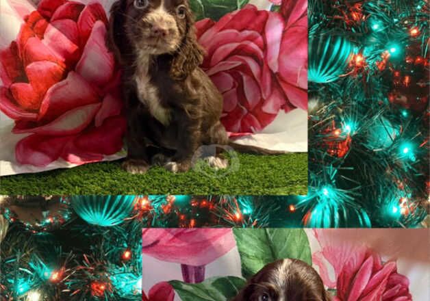 Kc cocker spaniel girls only 16 dna health tested clear for sale in Bradford, West Yorkshire