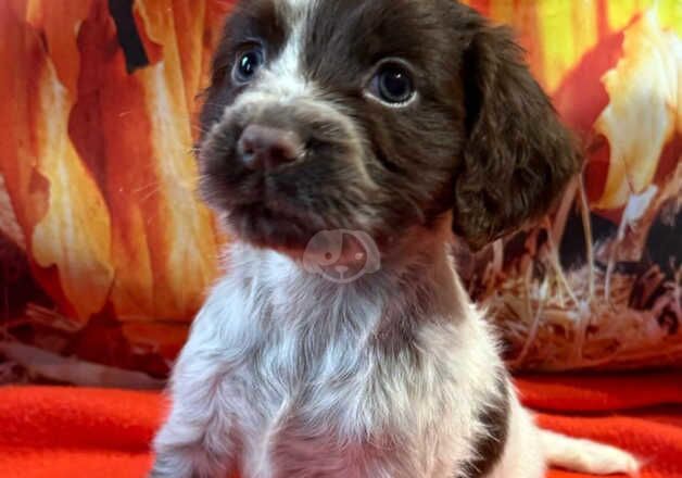 Kc cocker spaniel girls only 16 dna health tested clear for sale in Bradford, West Yorkshire - Image 2