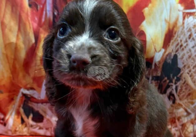 Kc cocker spaniel girls only 16 dna health tested clear for sale in Bradford, West Yorkshire - Image 3