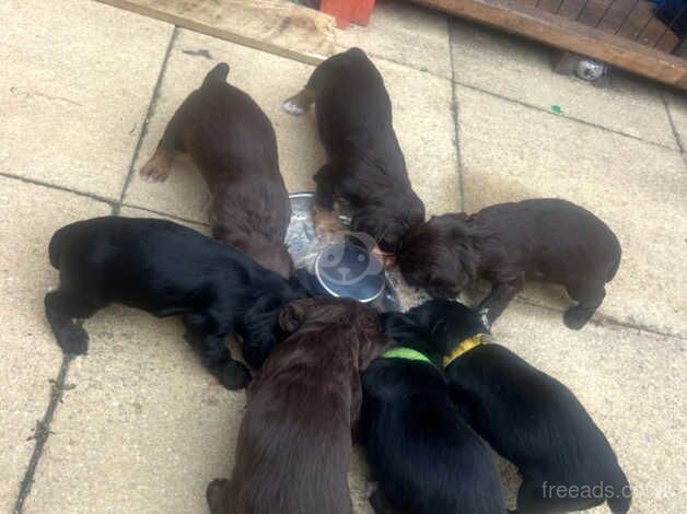 Kc cocker spaniel puppies for sale in Pelton, County Durham - Image 1