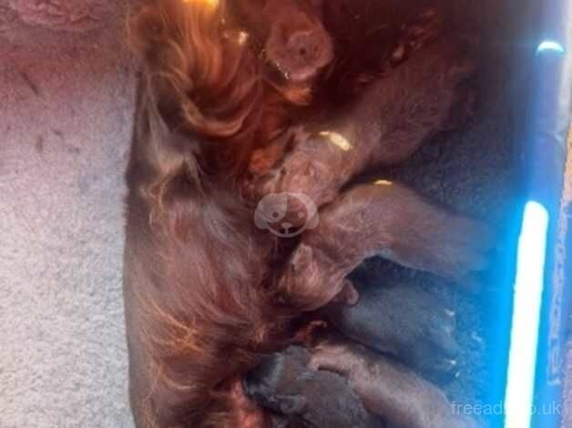 Kc cocker spaniel puppies for sale in Pelton, County Durham - Image 2