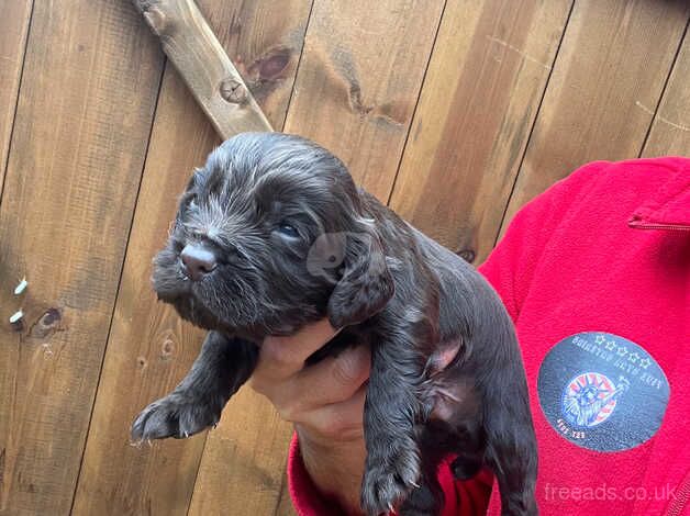 Kc cocker spaniel puppies for sale in Pelton, County Durham - Image 3