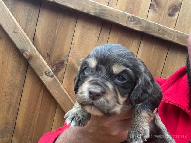 Kc cocker spaniel puppies for sale in Pelton, County Durham - Image 4