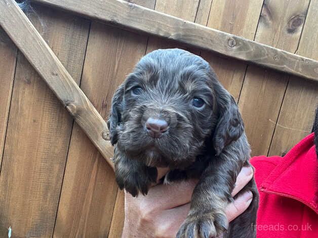 Kc cocker spaniel puppies for sale in Pelton, County Durham - Image 5