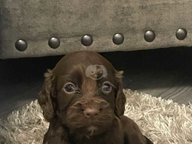 KC cocker spaniel top bred puppies for sale in Darlington, County Durham - Image 1