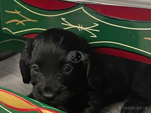 KC cocker spaniel top bred puppies for sale in Darlington, County Durham - Image 2