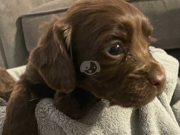 KC cocker spaniel top bred puppies for sale in Darlington, County Durham - Image 5