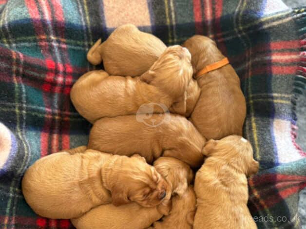 KC & DNA clear beautiful cocker spaniel pups for sale in Sandwich, Kent - Image 1