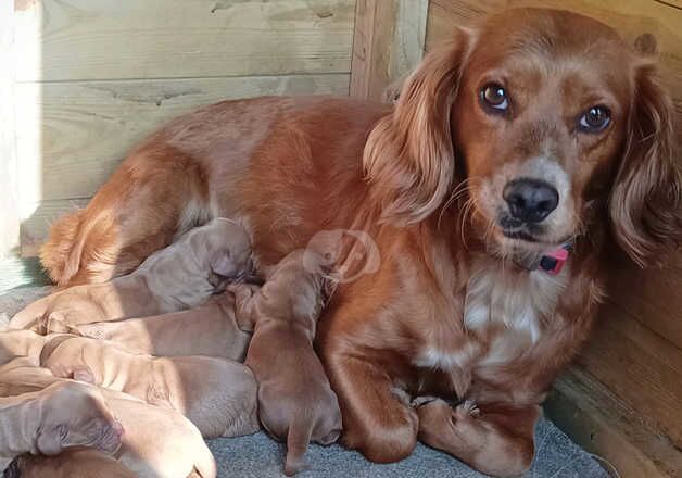 KC DNA clear cocker spaniel pups for sale in Sandwich, Kent