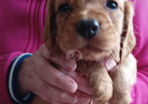 KC DNA clear cocker spaniel pups for sale in Sandwich, Kent - Image 2