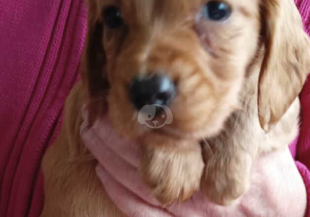 KC DNA clear cocker spaniel pups for sale in Sandwich, Kent - Image 3