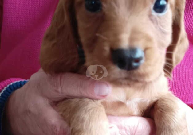 Cocker Spaniel Puppies for sale