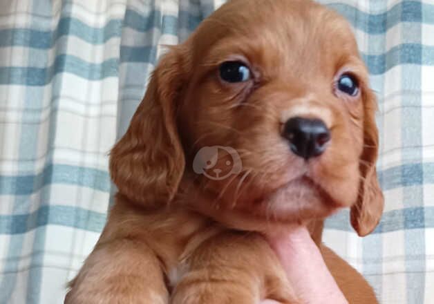 KC DNA clear cocker spaniel pups for sale in Sandwich, Kent - Image 5