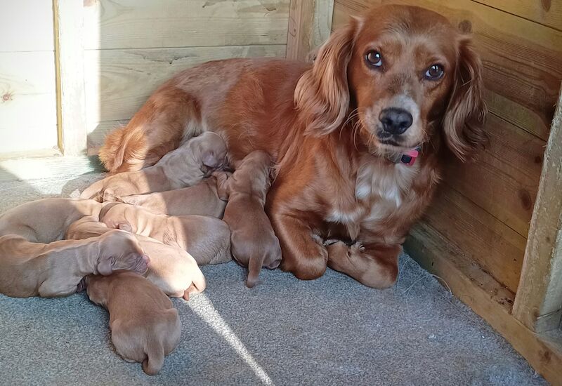 KC DNA clear cocker spaniels pups for sale in Eastry, Kent