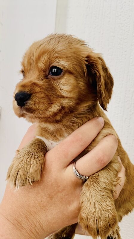 KC excellent blood lines Beautiful red cocker spaniels for sale in Sidcup, Bexley, Greater London