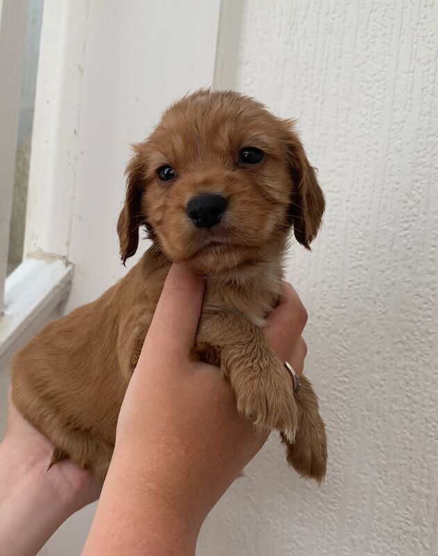 KC Registered Cocker Spaniel Puppies for sale in Greater London