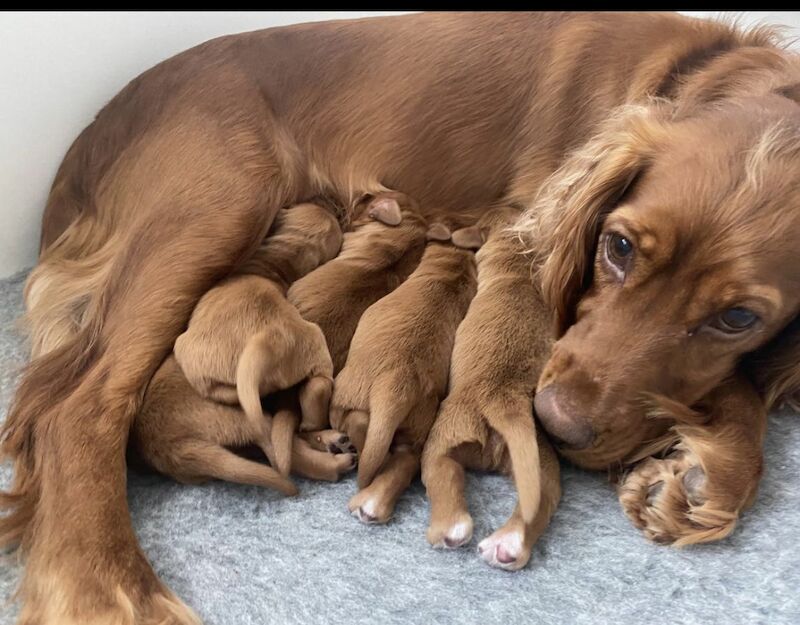 Cocker Spaniel Puppies for sale