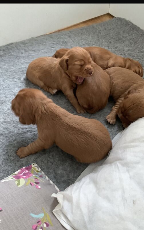 KC excellent blood lines ONE BLUE EYE BOY REMAINING for sale in Sidcup, Bexley, Greater London - Image 5