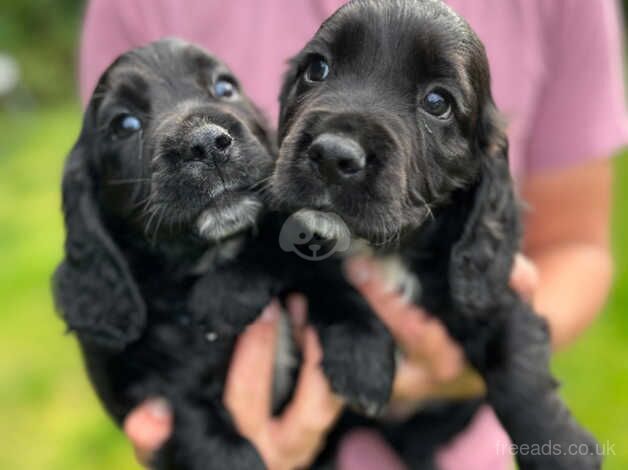 KC Male Cocker Spaniel puppies, ready in 1 week for sale in York, Lancashire