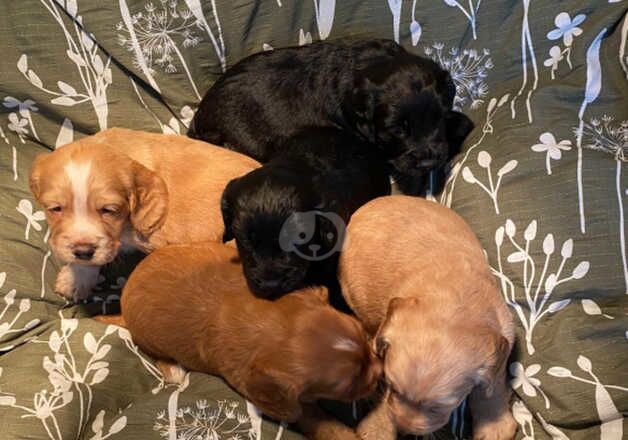 Kc reg cocker puppy's for sale in Poole, Dorset