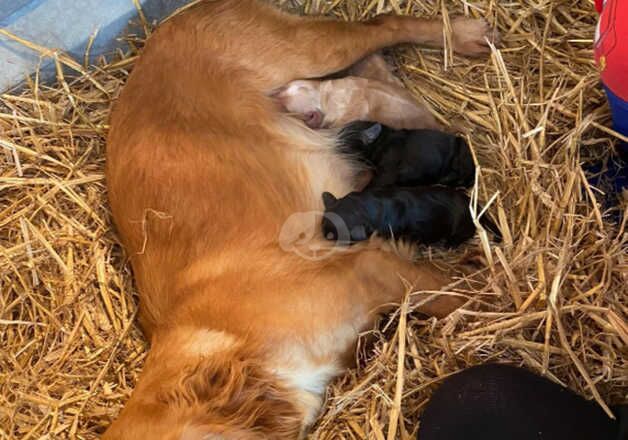 Cocker Spaniels for sale in Poole, Dorset