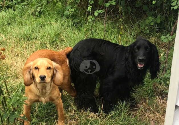 Cocker Spaniel Puppies for sale in Dorset