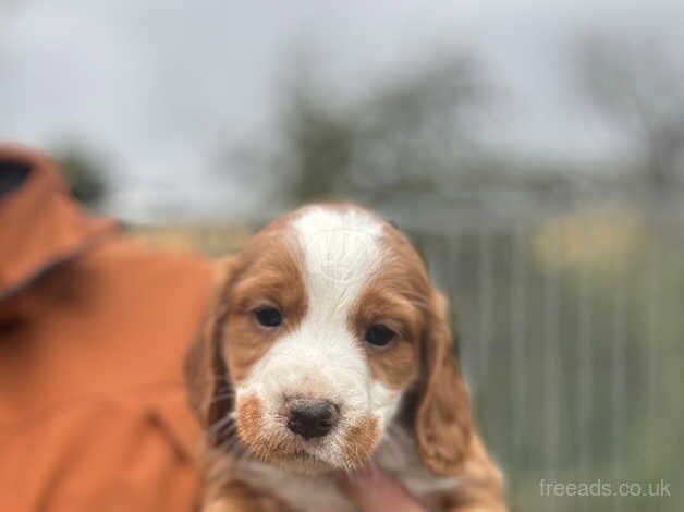 KC Reg Cocker Spaniel Puppies for sale in Dunbar, East Lothian