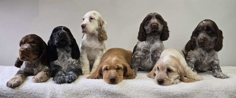 K.C Reg Cocker Spaniel Pups for sale in Banbridge, County Down