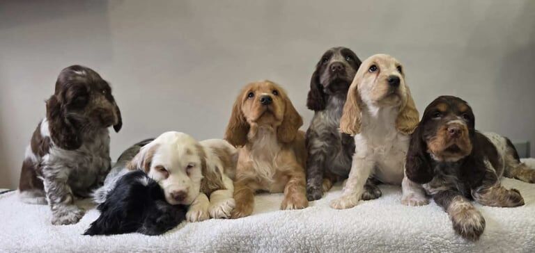 K.C Reg Cocker Spaniel Pups for sale in Banbridge, County Down - Image 2