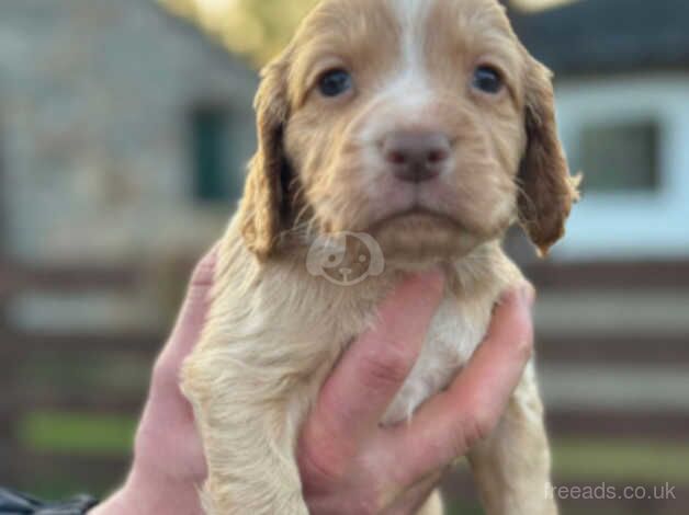 KC Reg cocker spaniel pups for sale in Ballindalloch