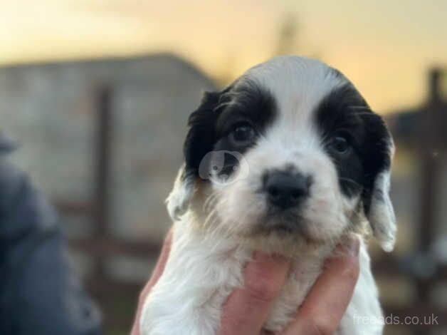 KC Reg cocker spaniel pups for sale in Ballindalloch - Image 2