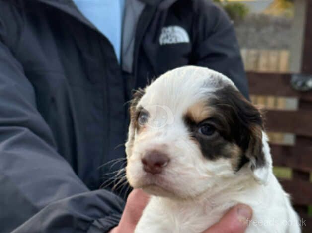 KC Reg cocker spaniel pups for sale in Ballindalloch - Image 3