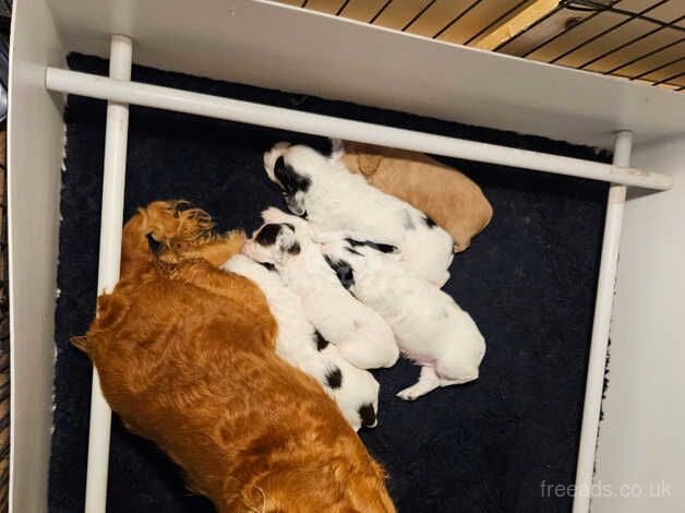 KC Reg cocker spaniel pups for sale in Ballindalloch - Image 4