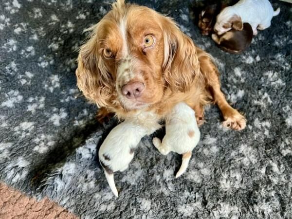 KC reg cocker spaniel pups,extensively dna tested parents. for sale in Gainsborough, Lincolnshire - Image 1