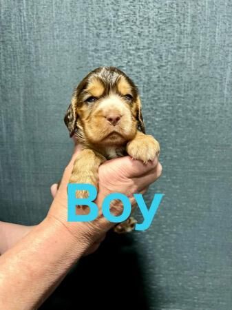 KC reg cocker spaniel pups,extensively dna tested parents. for sale in Gainsborough, Lincolnshire - Image 2