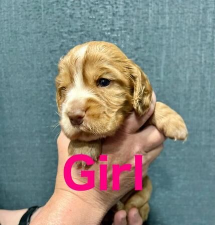 KC reg cocker spaniel pups,extensively dna tested parents. for sale in Gainsborough, Lincolnshire - Image 3