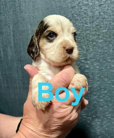 KC reg cocker spaniel pups,extensively dna tested parents. for sale in Gainsborough, Lincolnshire - Image 4