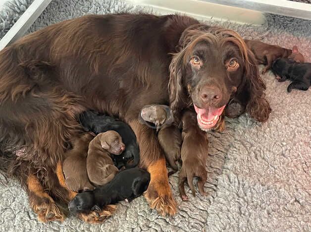 KC Reg Cocker Spaniels for sale in Doncaster, South Yorkshire