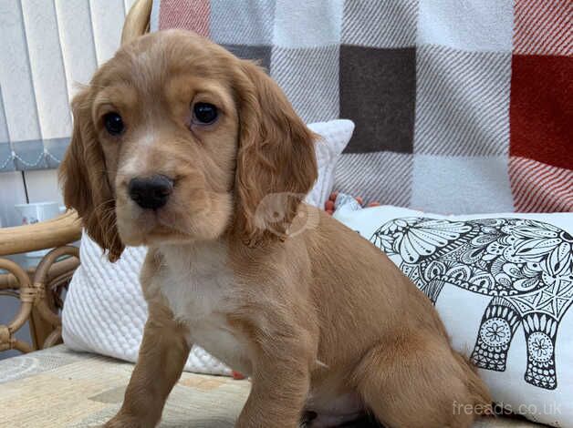 Working Cocker Spaniels for sale in Llanon, Pembrokeshire - Image 1