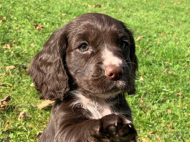 Working Cocker Spaniels for sale in Llanon, Pembrokeshire - Image 2