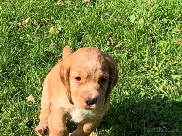 Cocker Spaniel Puppies for sale in Pembrokeshire