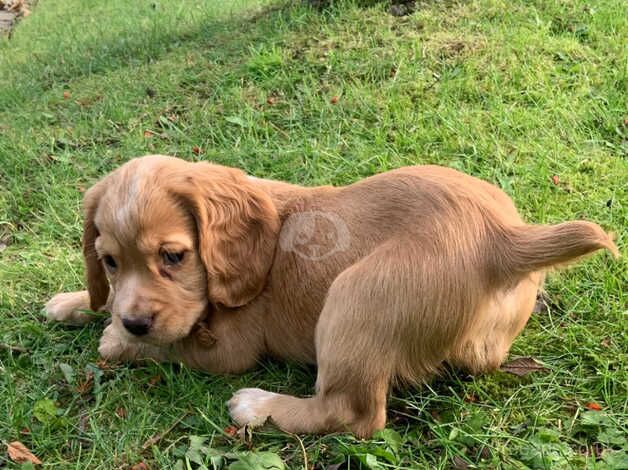 Cocker Spaniel Puppies for sale