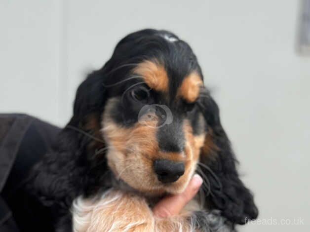 Kc reg cocker spaniels puppies for sale in Carnoustie, Angus - Image 3