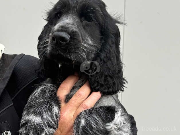 Cocker Spaniel Puppies for sale