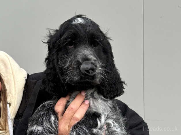 Kc reg cocker spaniels puppies for sale in Carnoustie, Angus - Image 5