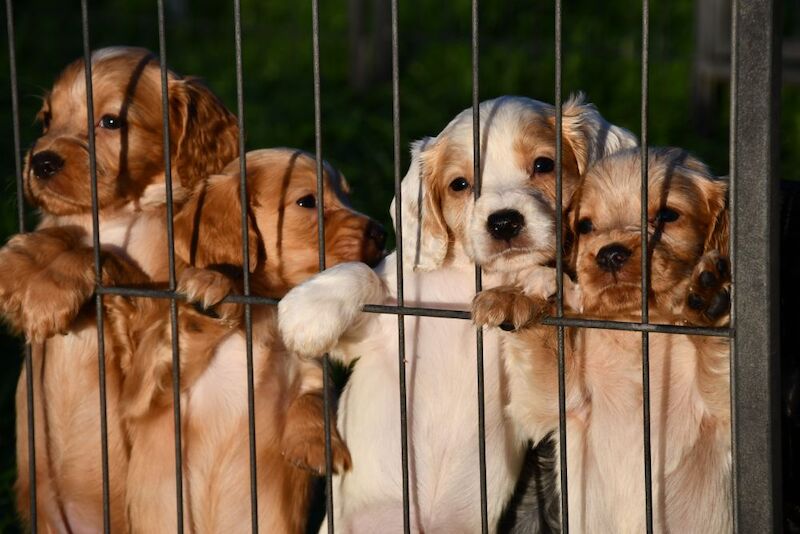 Kennel Club Registered Cocker Spaniel Puppies For Sale