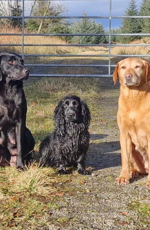 KC pups, lovely pedigree, bred for temperament and trainability for sale in Lockerbie, Dumfries and Galloway - Image 3