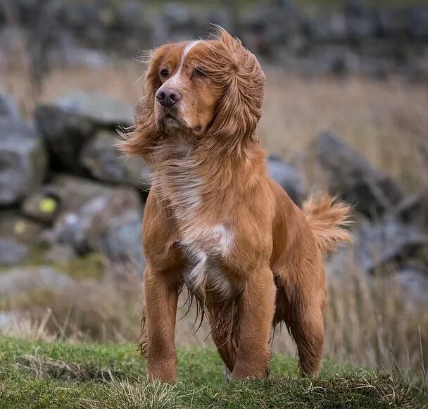 KC pups, lovely pedigree, bred for temperament and trainability for sale in Lockerbie, Dumfries and Galloway - Image 4