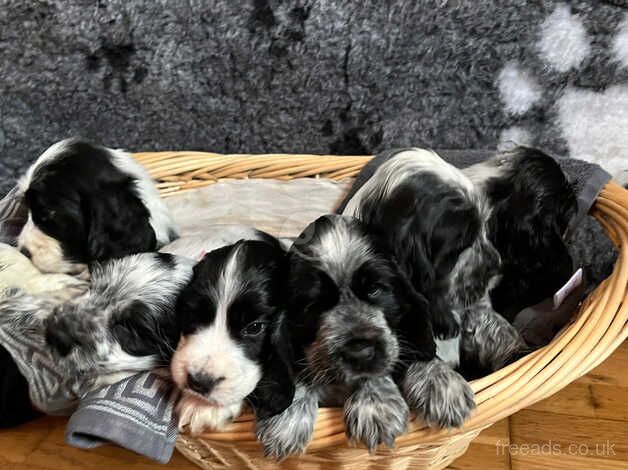 KC reg show cocker spaniel for sale in Newbury, Berkshire - Image 1